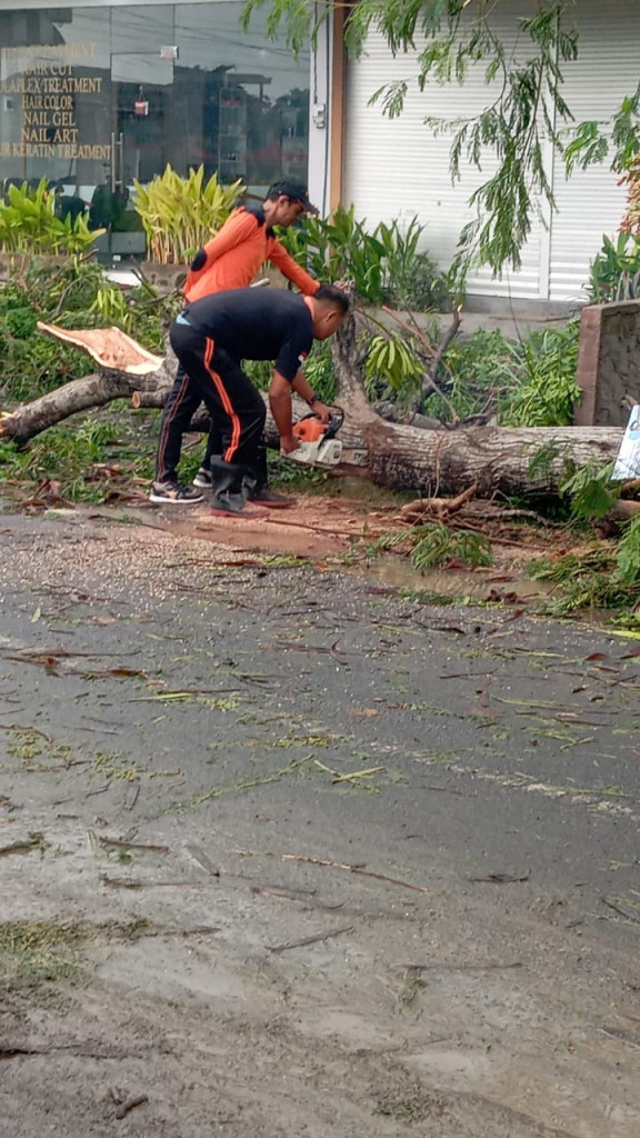 Pohon Tumbang di Jalan Raya Sempol, Banjar Tiying Tutul, Desa Pererenan, Kecamatan Mengwi Tanggal 07 Januari 2024
